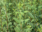 Preview: Ligustrum vulgare "Atrovirens" - (Wintergrüner Liguster),